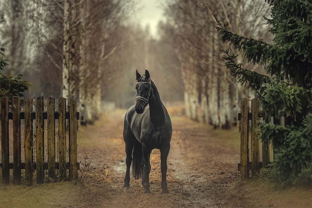 Czary koń na leśnej drodze.