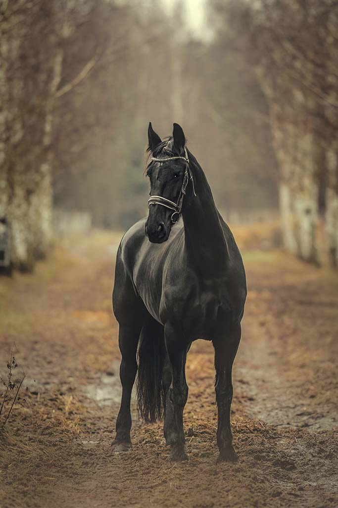 Czary koń na leśnej drodze.