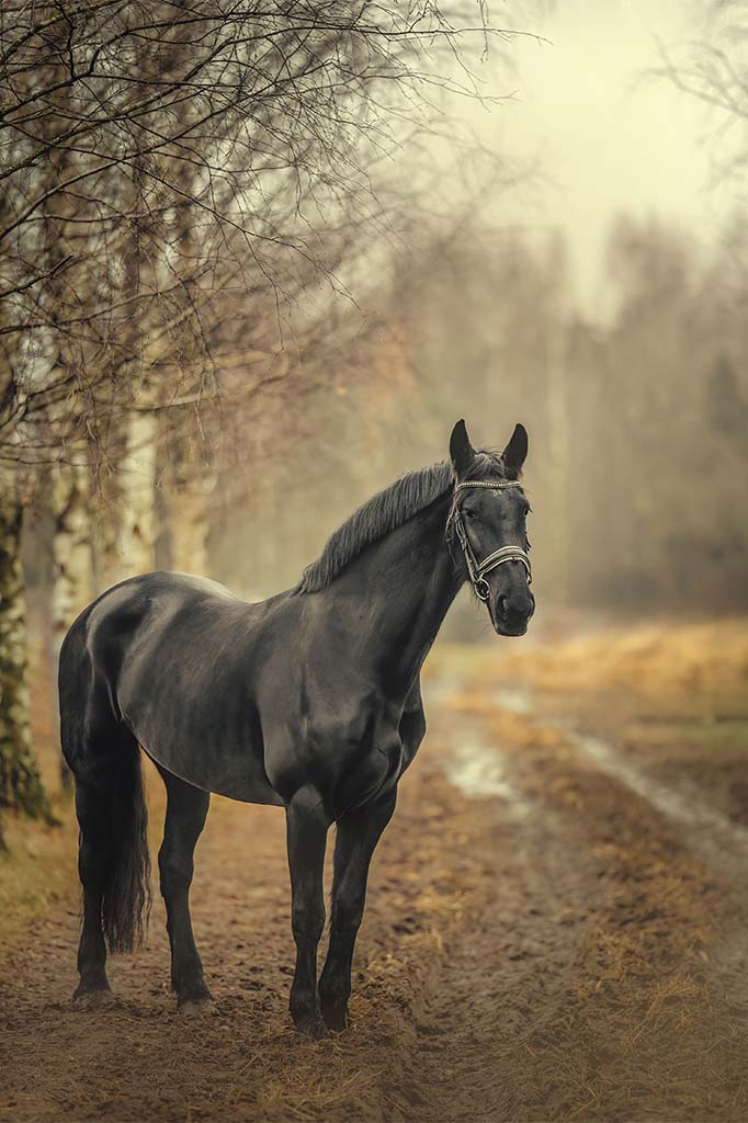 Czarny koń na leśnej drodze