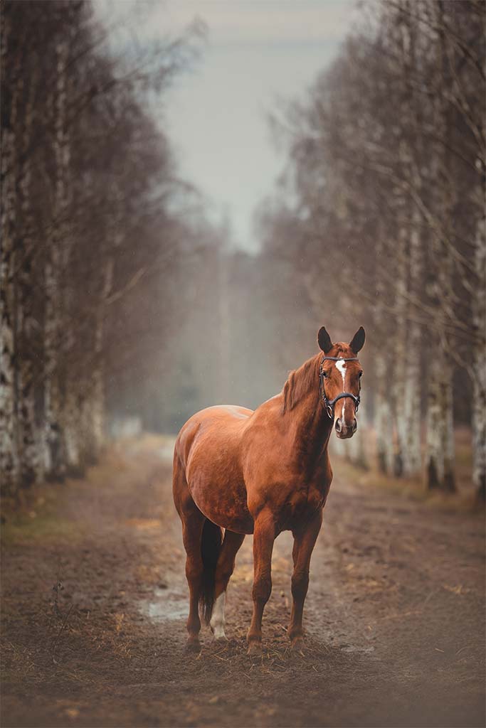 Rudy koń na leśnej drodze.