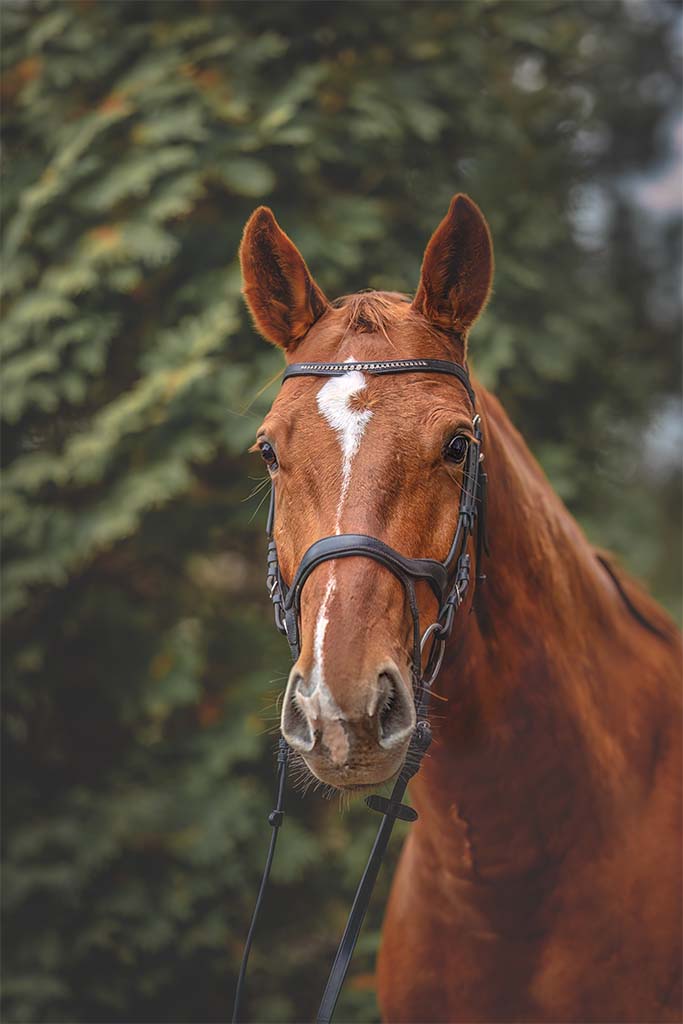 Portret końskiej głowy. Koń koloru rudego.