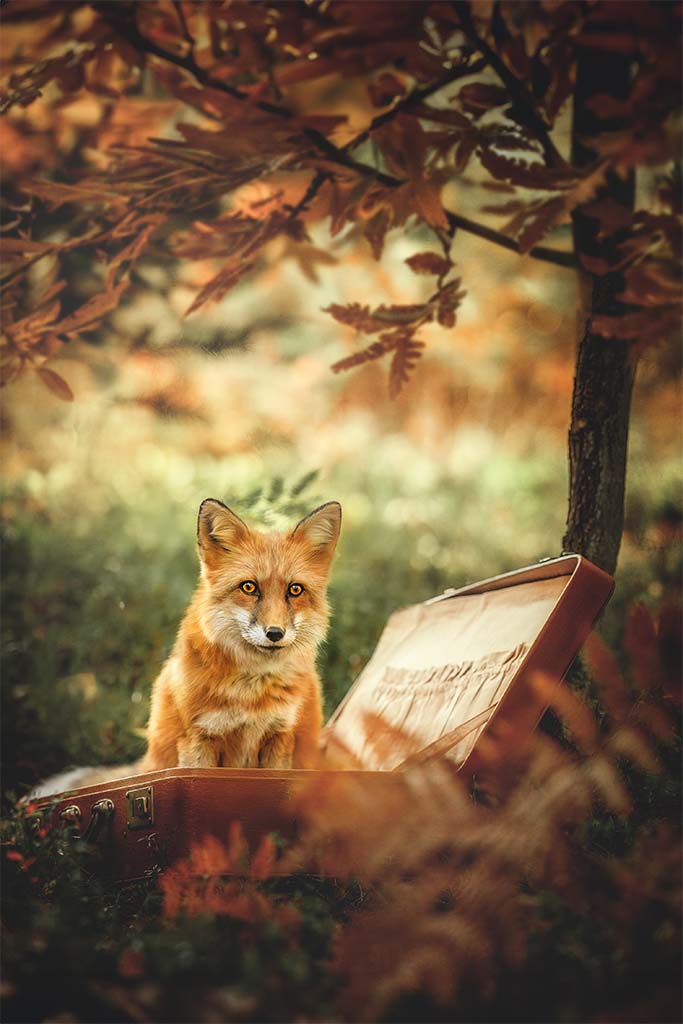 Portret lisa siedzącego w walizce pod jesiennym drzewem