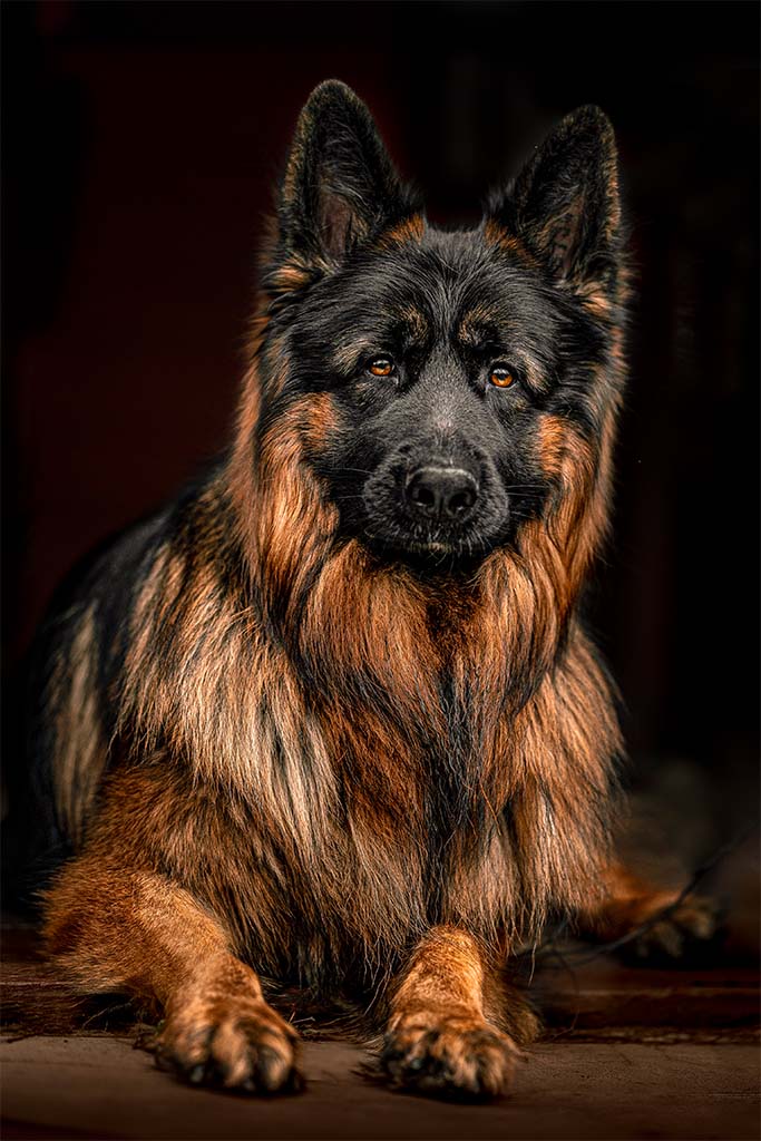 Portret owczarka niemieckiego leżącego na schodach.