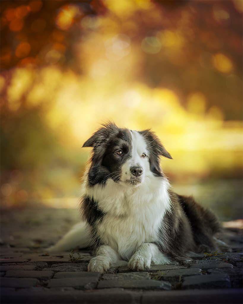 leżący na drodze biało czarny pies