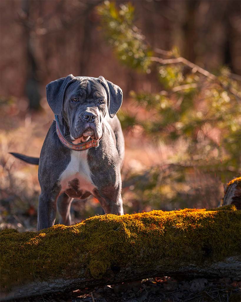 pies cane corso pozujący przy konarze drzewa