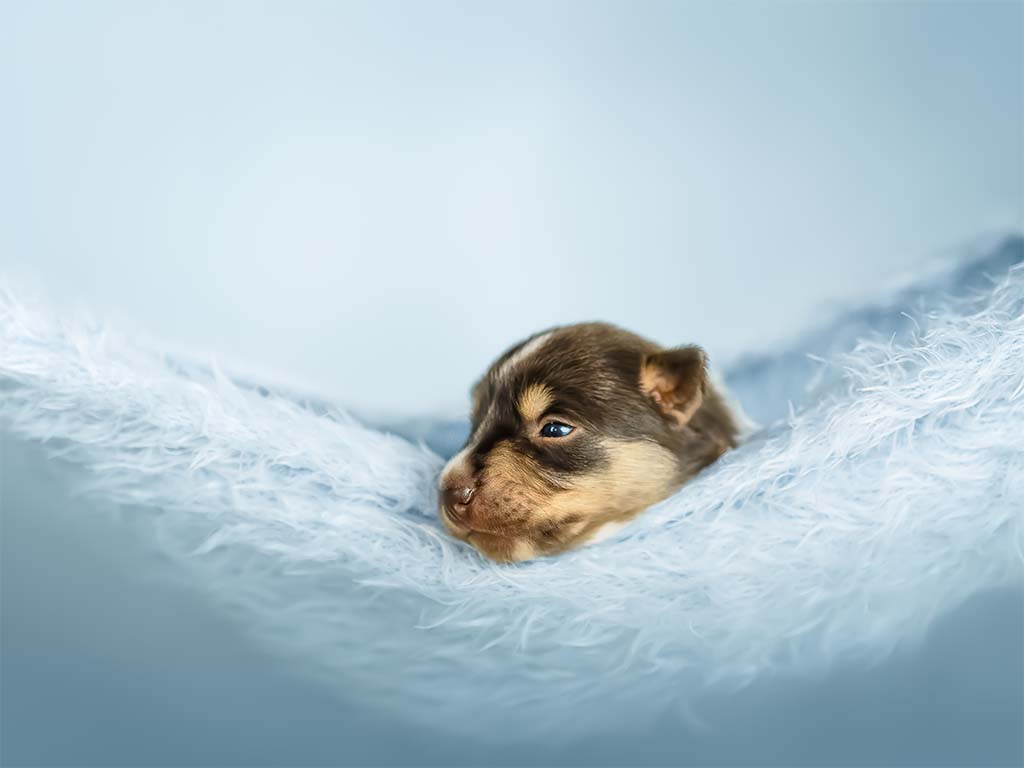 czarno biały szczeniaczek śpiący na niebieskim materiale