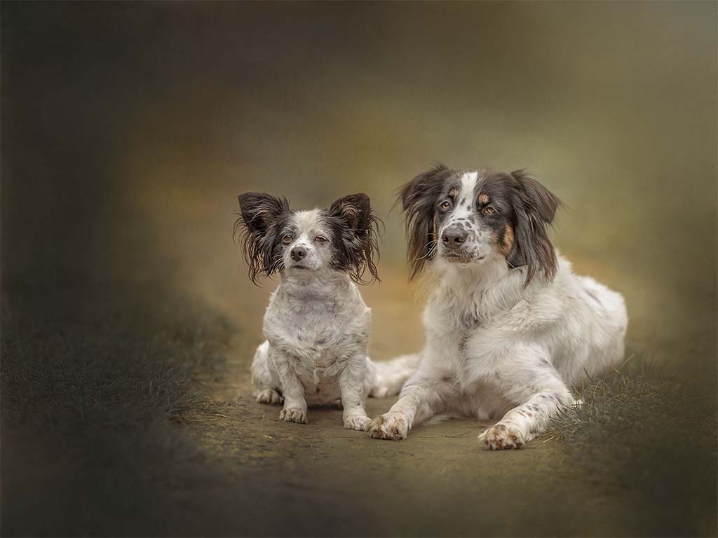 dwa brązowo białe psy leżące na drodze