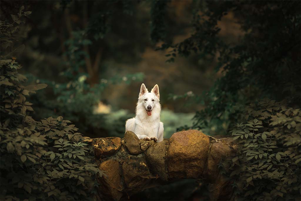 biały owczarek szwajcarski leżący na kamiennym mostku