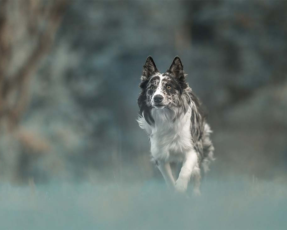 biegnący biało czarny pies