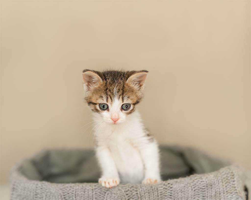 biało rudy kotek siedzący w koszyku