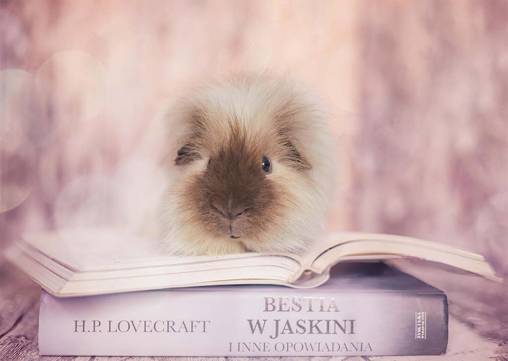 świnka morska siedząca na książce