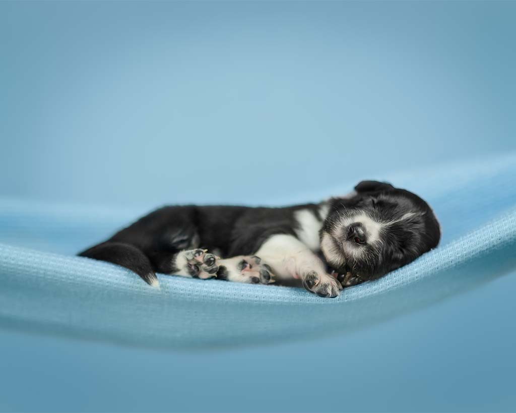 czarno biały szczeniaczek śpiący na niebieskim materiale