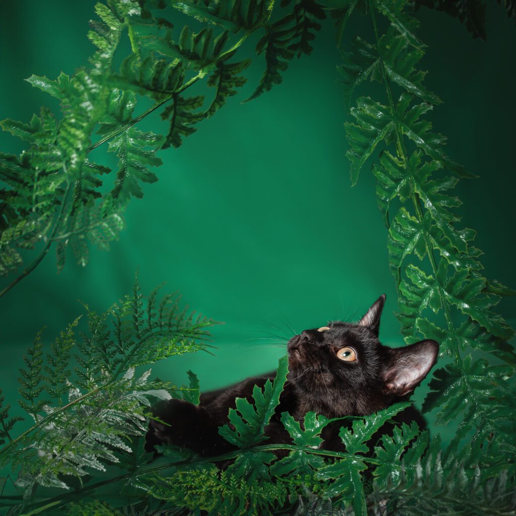 czarny kot na zielonym tle