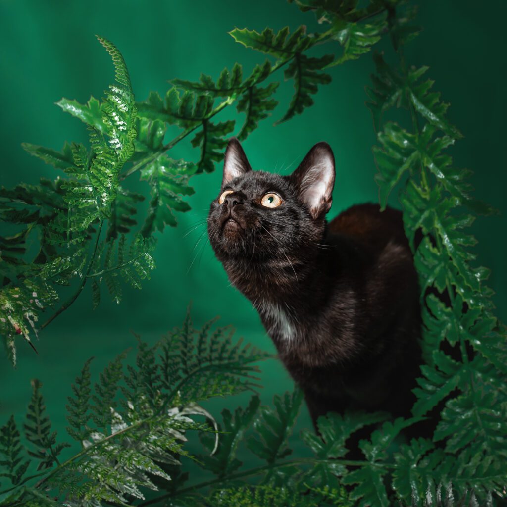 czarny kot na zielonym tle